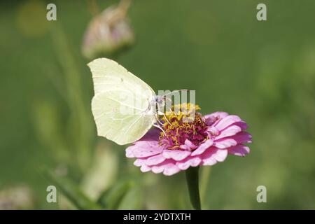 Zitronenfalter (Gonepteryx rhamni), Makro, Blume, Nektar, bunt, der Zitronenschalter saugt Nektar aus der Blume einer Zinnia Stockfoto