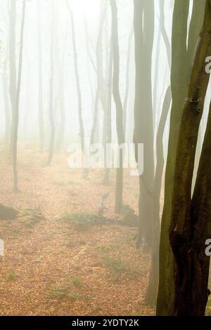 Ein nebeliger und atmosphärischer Herbstwald im Peak District bei Buxton, Derbyshire, Großbritannien Stockfoto