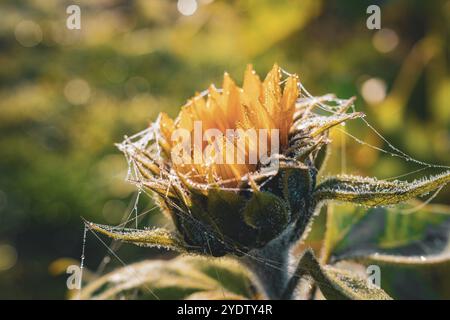 Eine Nahaufnahme einer Sonnenblume mit Spinnweben und glänzendem Morgentau, Gechingen, Schwarzwald, Deutschland, Europa Stockfoto