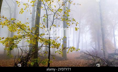 Ein nebeliger und atmosphärischer Herbstwald im Peak District bei Buxton, Derbyshire, Großbritannien Stockfoto