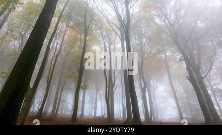 Ein nebeliger und atmosphärischer Herbstwald im Peak District bei Buxton, Derbyshire, Großbritannien Stockfoto