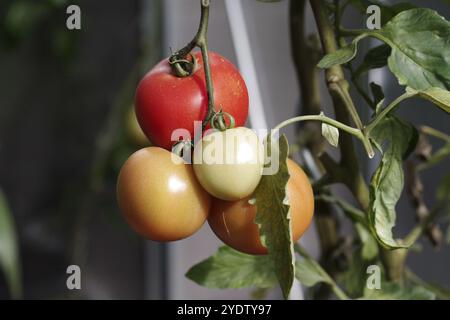 Tomaten (Solanum lycopersicum), auf einem Busch, verschiedene Farben, Gewächshaus, die Tomaten im Gewächshaus sind auf unterschiedliche Weise reif Stockfoto