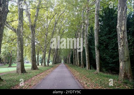 Stuttgart Baden Württemberg Deutschland 13. September 2024 Unterer Schlossgarten, Unterer Schlossgarten. Allee der Platanus Gärten, garten, Stadt, Park, Schild, Spur Stockfoto