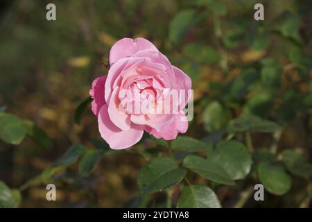 Rosen (rosa), Blüte, rosa, blühend, Nahaufnahme der Blüte einer einzelnen rosa Rose Stockfoto