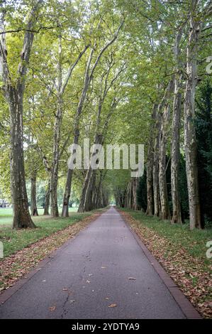 Stuttgart Baden Württemberg Deutschland 13. September 2024 Unterer Schlossgarten, Unterer Schlossgarten. Allee der Platanus Gärten, garten, Stadt, Park, Schild, Spur Stockfoto