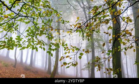 Ein nebeliger und atmosphärischer Herbstwald im Peak District bei Buxton, Derbyshire, Großbritannien Stockfoto