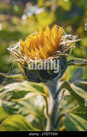 Makroaufnahme einer Sonnenblume mit Morgentau und Spinnweben im Sonnenlicht, Gechingen, Schwarzwald, Deutschland, Europa Stockfoto
