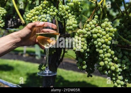 Hand hält ein Glas Weißwein vor unreifen frischen grünen Trauben Obst Hintergrund aus der Nähe, Okanagan Valley Weingüter Weinprobe Stockfoto