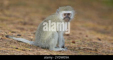 Vervet Affe, (Chloroebus pygerythrus), Vervet Affe, Affen, Primaten, Primaten, Familie von Eisaffen, mmerkatzen, iSimangaliso Wetland Stockfoto