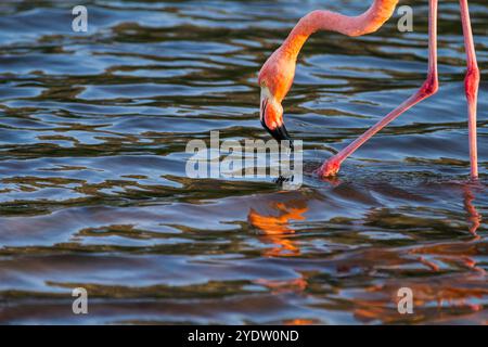 Großer Flamingo (Phoenicopterus ruber) auf der Suche nach kleinen rosa Garnelen in der Salzwasserlagune auf den Galapagos-Inseln, UNESCO, Ecuador Stockfoto