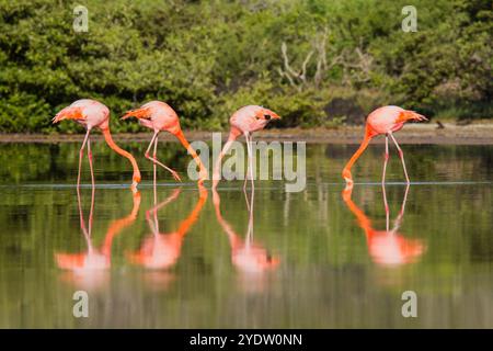 Große Flamingos (Phoenicopterus ruber) auf der Suche nach kleinen rosa Garnelen in der Salzwasserlagune auf den Galapagos-Inseln, UNESCO, Ecuador Stockfoto