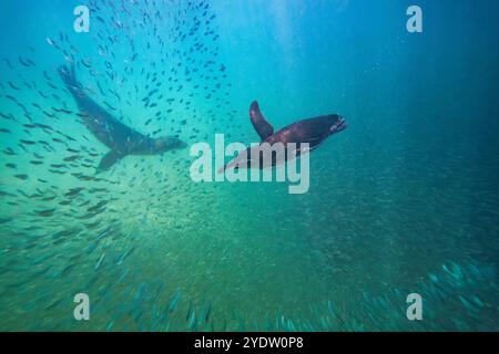 Galapagos-Pinguin (Spheniscus mendiculus), der unter Wasser kleine Köderfische auf den Galapagos-Inseln, UNESCO-Weltkulturerbe, Ecuador, ernährt Stockfoto