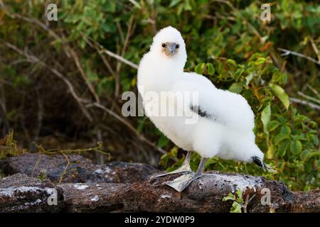 Nazca Booby (Sula grantii) Flaumkühe im Galapagos Island Archipel, UNESCO-Weltkulturerbe, Ecuador, Südamerika Stockfoto