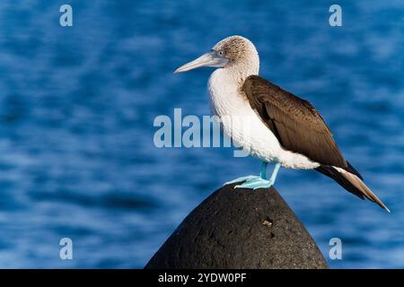 Erwachsener Blaufüßler (Sula nebouxii) im Galapagos Island Archipel, UNESCO-Weltkulturerbe, Ecuador, Südamerika Stockfoto