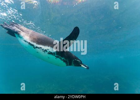 Galapagos-Pinguin (Spheniscus mendiculus), der unter Wasser kleine Köderfische auf den Galapagos-Inseln, UNESCO-Weltkulturerbe, Ecuador, ernährt Stockfoto