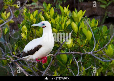 Erwachsener Rotfuß-Booby (Sula sula) im Galapagos-Inselarchipel, UNESCO-Weltkulturerbe, Ecuador, Südamerika Stockfoto