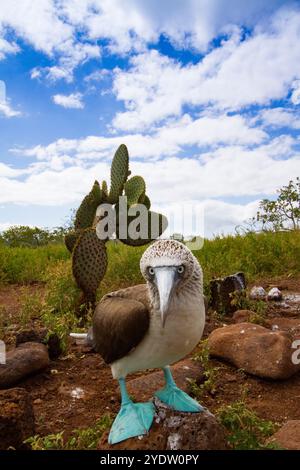 Erwachsener Blaufüßler (Sula nebouxii) im Galapagos Island Archipel, UNESCO-Weltkulturerbe, Ecuador, Südamerika Stockfoto