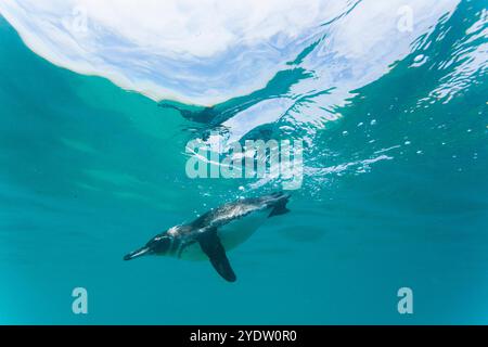 Galapagos-Pinguin (Spheniscus mendiculus), der unter Wasser kleine Köderfische auf den Galapagos-Inseln, UNESCO-Weltkulturerbe, Ecuador, ernährt Stockfoto