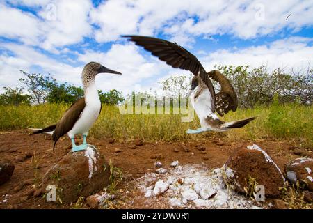 Blaufüßige Booby (Sula nebouxii) Balzverhalten im Galapagos-Inselarchipel, UNESCO-Weltkulturerbe, Ecuador, Südamerika Stockfoto