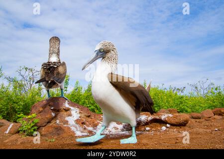 Blaufüßige Booby (Sula nebouxii) Balzverhalten im Galapagos-Inselarchipel, UNESCO-Weltkulturerbe, Ecuador, Südamerika Stockfoto