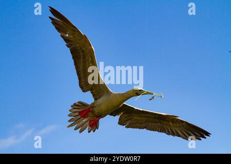 Erwachsener Rotfuß-Booby (Sula sula) Rückkehr zum Nistplatz mit Nestbaumaterial auf den Galapagos-Inseln, UNESCO, Ecuador Stockfoto