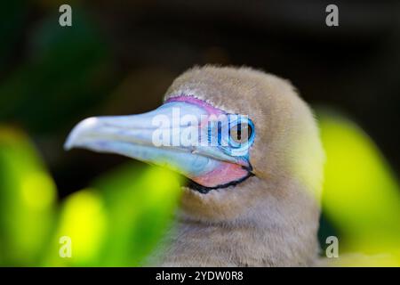 Erwachsener Rotfuß-Booby (Sula sula) Kopf Detail im Galapagos Island Archipel, UNESCO-Weltkulturerbe, Ecuador, Südamerika Stockfoto