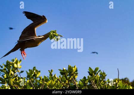 Erwachsener Rotfuß-Booby (Sula sula) Rückkehr zum Nistplatz mit Nestbaumaterial auf den Galapagos-Inseln, UNESCO, Ecuador Stockfoto