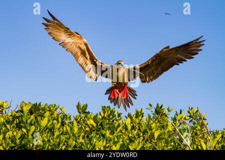 Erwachsener Rotfuß-Booby (Sula sula) Rückkehr zum Nistplatz mit Nestbaumaterial auf den Galapagos-Inseln, UNESCO, Ecuador Stockfoto