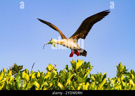 Erwachsener Rotfuß-Booby (Sula sula) Rückkehr zum Nistplatz mit Nestbaumaterial auf den Galapagos-Inseln, UNESCO, Ecuador Stockfoto