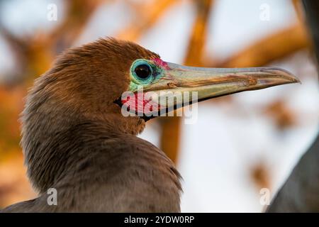 Erwachsener Rotfuß-Booby (Sula sula) Kopf Detail im Galapagos Island Archipel, UNESCO-Weltkulturerbe, Ecuador, Südamerika Stockfoto