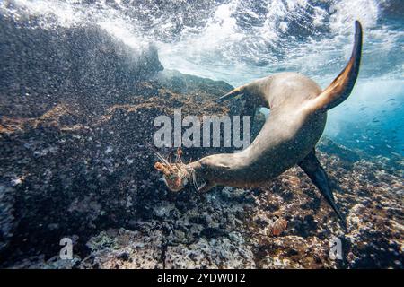 Galapagos-Seelöwen (Zalophus wollebaeki) spielen unter Wasser mit einer Hummerschmelze auf den Galapagos-Inseln, UNESCO-Weltkulturerbe, Ecuador Stockfoto