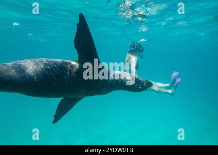 Schnorchler mit Galapagos Seelöwen (Zalophus wollebaeki) unter Wasser im Galapagos Island Archipel, UNESCO-Weltkulturerbe, Ecuador Stockfoto