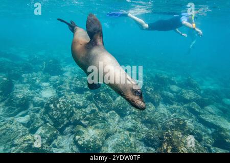 Schnorchler mit Galapagos Seelöwen (Zalophus wollebaeki) unter Wasser im Galapagos Island Archipel, UNESCO-Weltkulturerbe, Ecuador Stockfoto