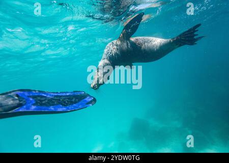 Schnorchler mit Galapagos Seelöwen (Zalophus wollebaeki) unter Wasser im Galapagos Island Archipel, UNESCO-Weltkulturerbe, Ecuador Stockfoto