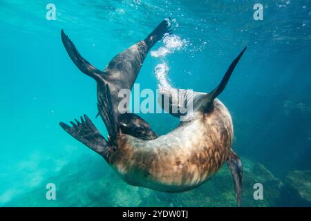 Junge Galapagos-Seelöwen (Zalophus wollebaeki) spielen unter Wasser im Galapagos-Inselarchipel, UNESCO-Weltkulturerbe in Ecuador Stockfoto