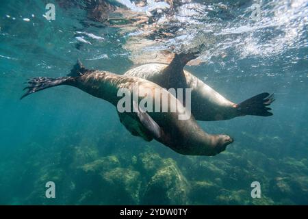 Junge Galapagos-Seelöwen (Zalophus wollebaeki) spielen unter Wasser im Galapagos-Inselarchipel, UNESCO-Weltkulturerbe in Ecuador Stockfoto