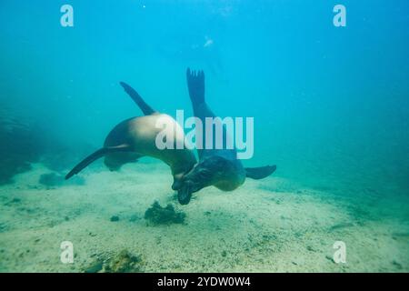 Junge Galapagos-Seelöwen (Zalophus wollebaeki) spielen unter Wasser im Galapagos-Inselarchipel, UNESCO-Weltkulturerbe in Ecuador Stockfoto