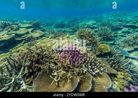 Eine Vielzahl von harten und weichen Korallen im Vatu-i-Ra Conservation Park auf Viti Levu, Fidschi, Südpazifik, Pazifik Stockfoto