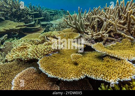 Eine Vielzahl von harten und weichen Korallen im Vatu-i-Ra Conservation Park auf Viti Levu, Fidschi, Südpazifik, Pazifik Stockfoto