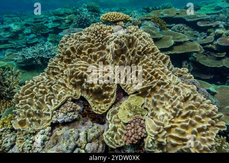 Eine Vielzahl von harten und weichen Korallen im Vatu-i-Ra Conservation Park auf Viti Levu, Fidschi, Südpazifik, Pazifik Stockfoto