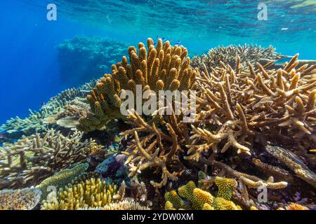 Im Vatu-i-Ra Conservation Park auf Viti Levu, Fidschi, Südpazifik und Pazifik finden Sie unzählige harte und weiche Korallen sowie tropische Rifffische Stockfoto