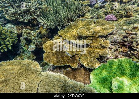 Eine Vielzahl von harten und weichen Korallen im Vatu-i-Ra Conservation Park auf Viti Levu, Fidschi, Südpazifik, Pazifik Stockfoto