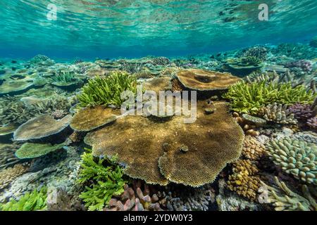 Eine Vielzahl von harten und weichen Korallen im Vatu-i-Ra Conservation Park auf Viti Levu, Fidschi, Südpazifik, Pazifik Stockfoto