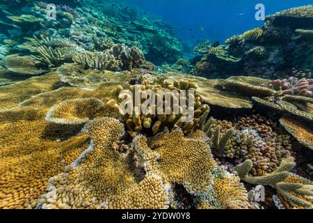 Eine Vielzahl von harten und weichen Korallen im Vatu-i-Ra Conservation Park auf Viti Levu, Fidschi, Südpazifik, Pazifik Stockfoto