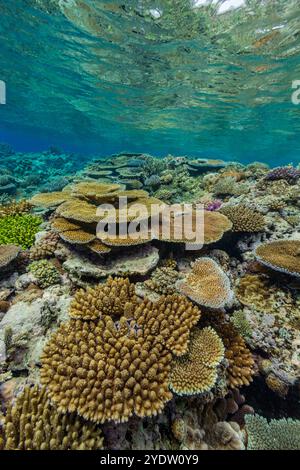 Eine Vielzahl von harten und weichen Korallen im Vatu-i-Ra Conservation Park auf Viti Levu, Fidschi, Südpazifik, Pazifik Stockfoto