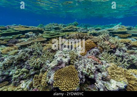 Eine Vielzahl von harten und weichen Korallen im Vatu-i-Ra Conservation Park auf Viti Levu, Fidschi, Südpazifik, Pazifik Stockfoto