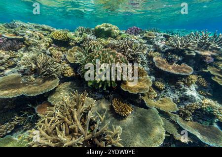 Eine Vielzahl von harten und weichen Korallen im Vatu-i-Ra Conservation Park auf Viti Levu, Fidschi, Südpazifik, Pazifik Stockfoto