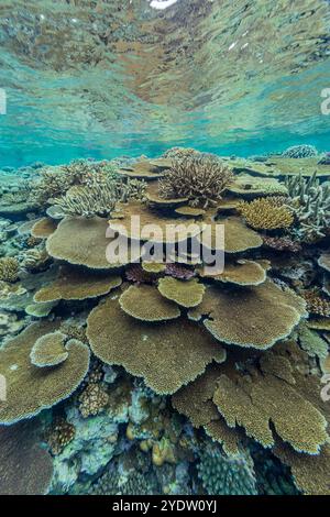 Eine Vielzahl von harten und weichen Korallen im Vatu-i-Ra Conservation Park auf Viti Levu, Fidschi, Südpazifik, Pazifik Stockfoto