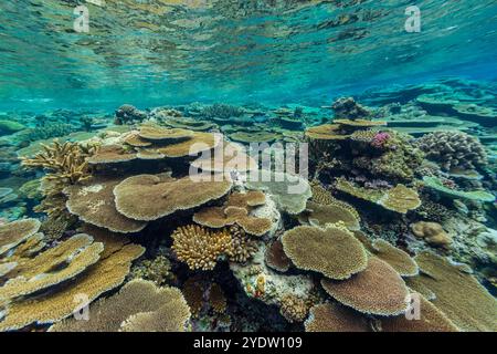 Eine Vielzahl von harten und weichen Korallen im Vatu-i-Ra Conservation Park auf Viti Levu, Fidschi, Südpazifik, Pazifik Stockfoto