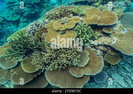 Eine Vielzahl von harten und weichen Korallen im Vatu-i-Ra Conservation Park auf Viti Levu, Fidschi, Südpazifik, Pazifik Stockfoto